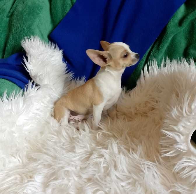 Chihuahua chłopiec