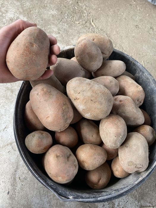 Ziemniaki z wlasnego gospodarstwa