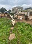 Cabras anãs e outras