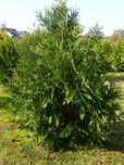Duże tuje na żywopłot aureospicata 180 cm