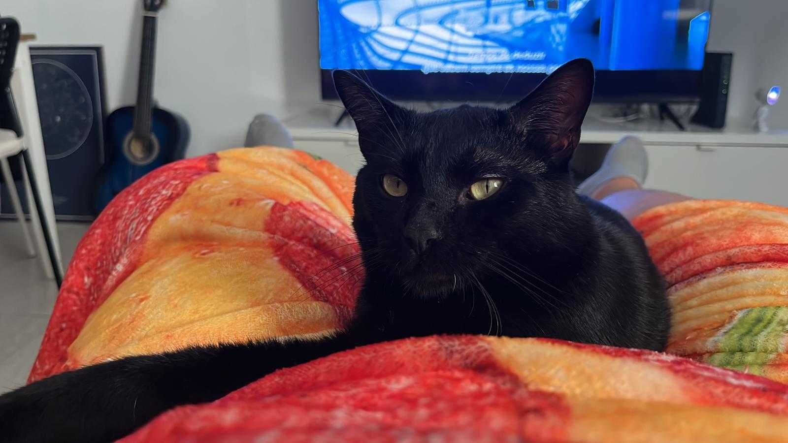 Gato castrado para adoção consciente