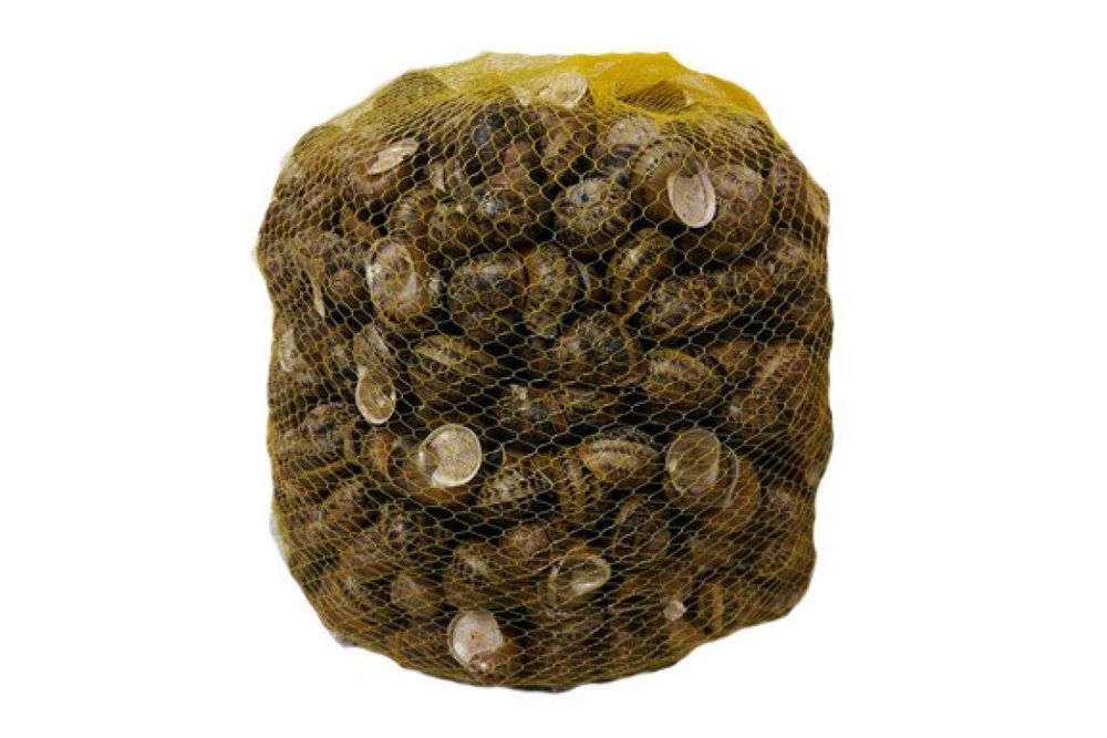 Їстівні равлики helix aspersa Muller