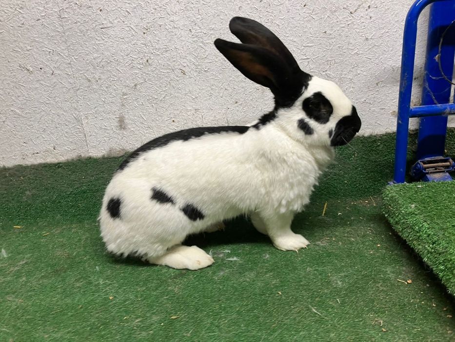 Olbrzym Srokacz Niemiecki samice