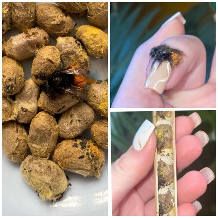 Murarka rogata - pszczoły