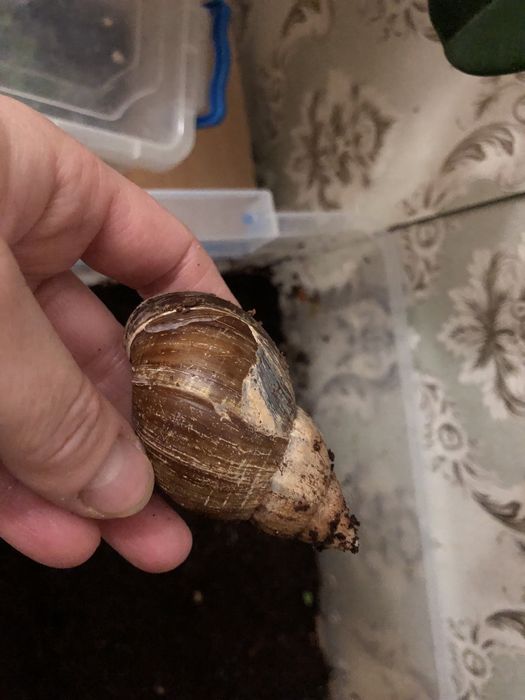 Улитки ахатины отдам