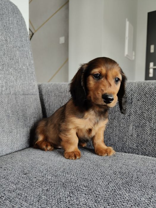 Piesek jamnik długowłosy miniaturowy