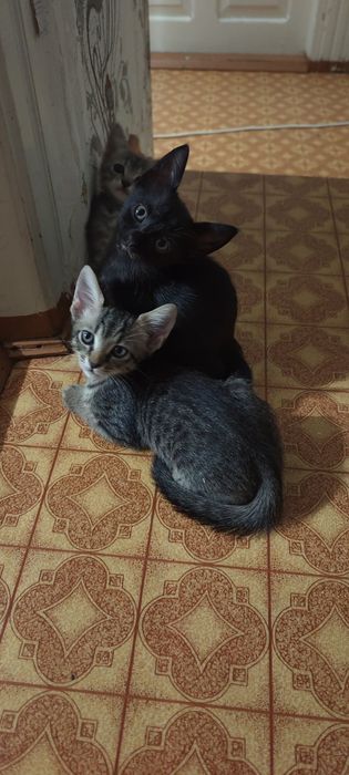 Очень воспитанные и умные Котята 2 месяца ищут добрую семью