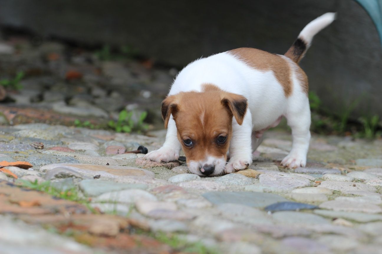 Piesek Jack Russell Terrier