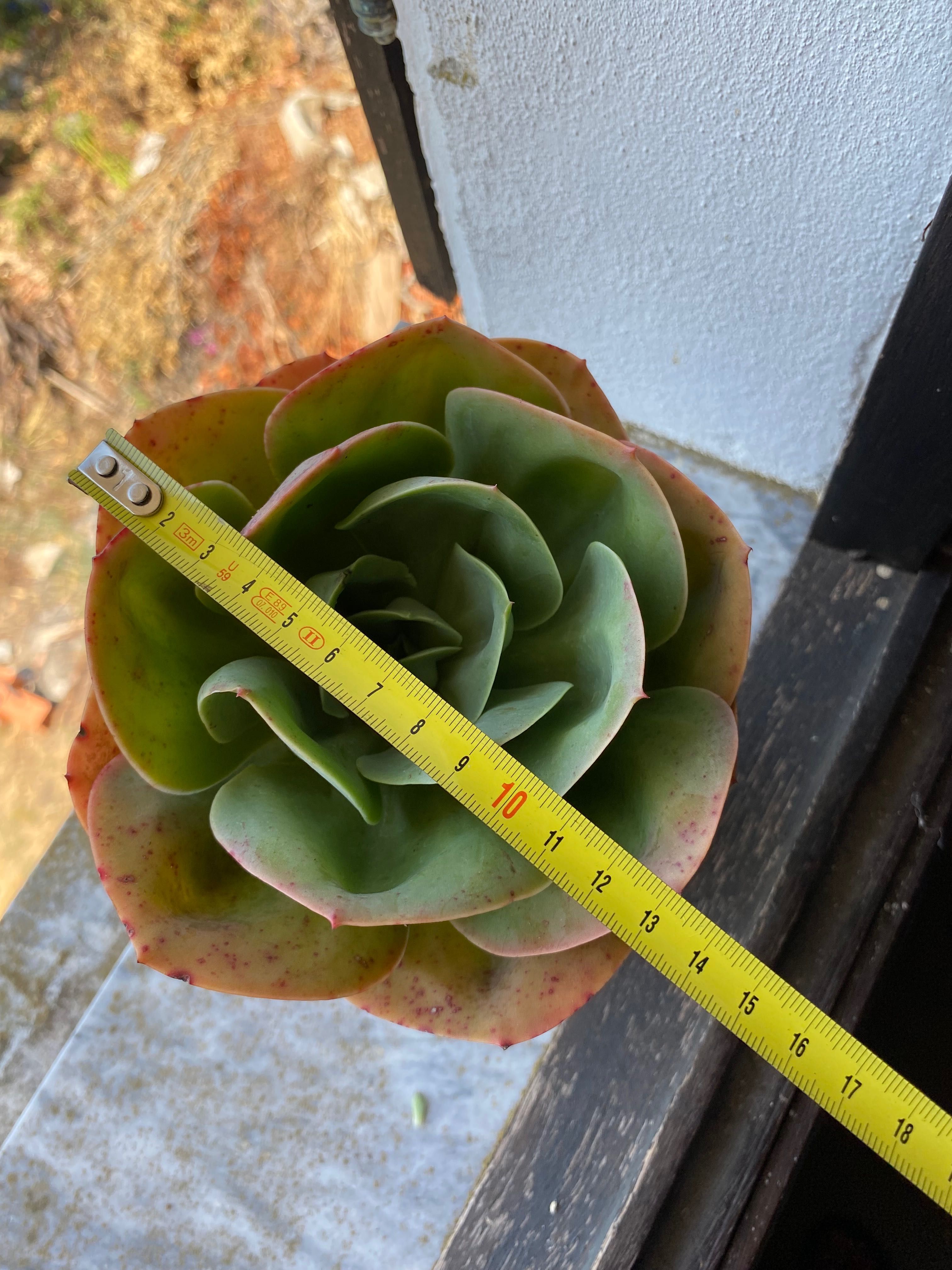 Suculenta Mandala