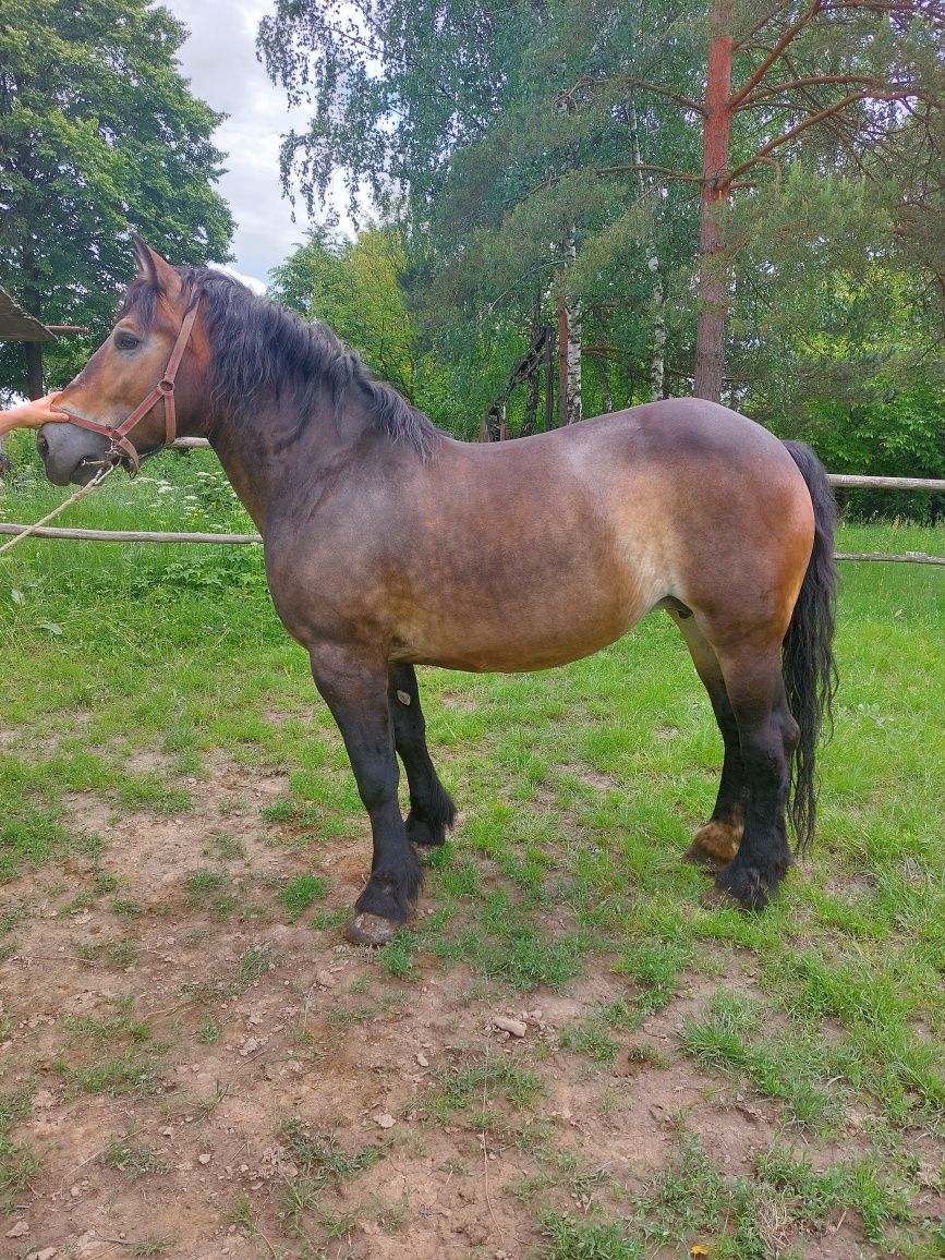 Sprzedam klacz sokolska