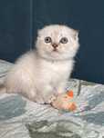 Kocięta szkocki (scottish fold, scottish straight)
