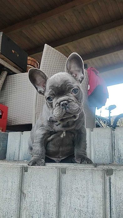 Щенята французского бульдога! Хлопчик і дівчинка блакитні!