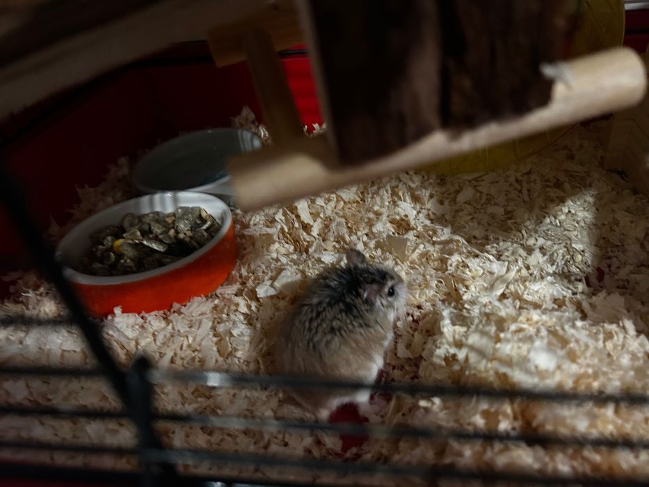 Chomik wraz z klatka