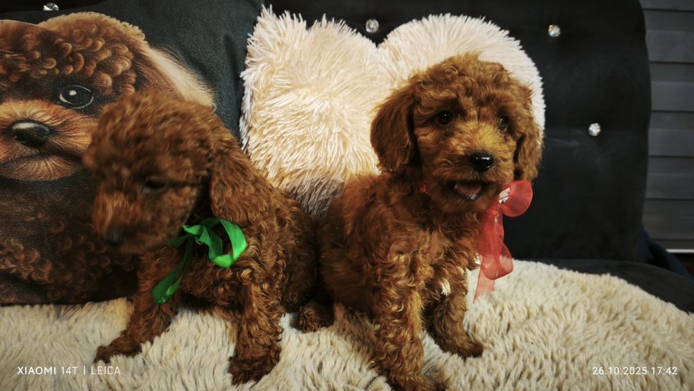 Pudel miniaturowy badania genetyczne(rodzice)