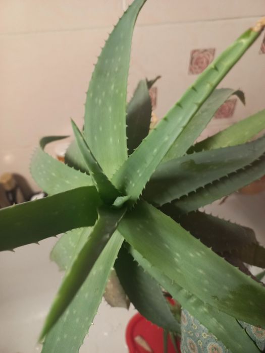 Алое, лекарственное и косметическое растение, продаю подросшие растени