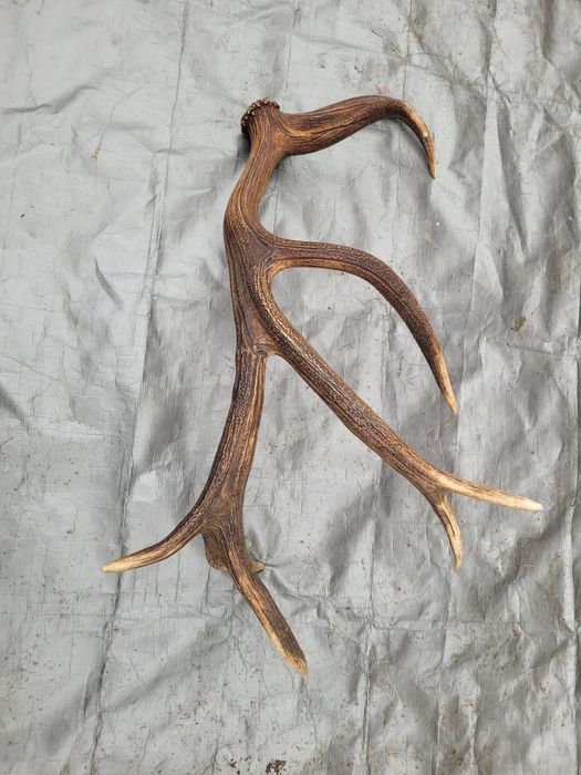 Poroże jelenia zrzut