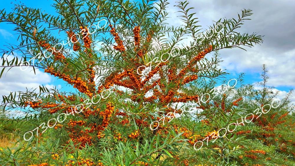 Саджанці обліпихи! Сорт: Лейкора!!!