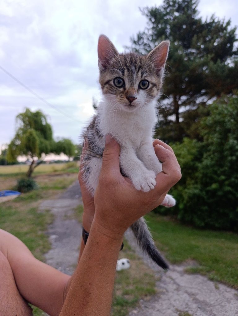 Kotka do adopcji