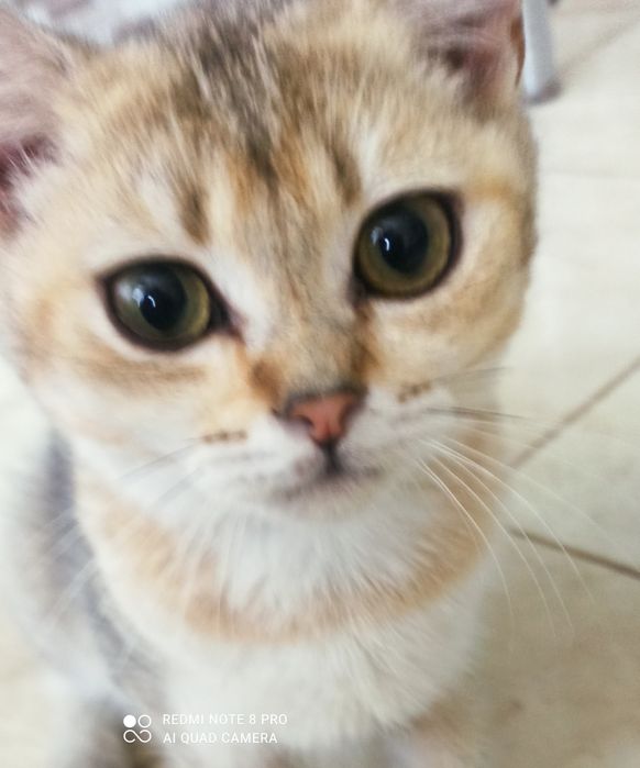 Котята ...два мальчика  шотландцы