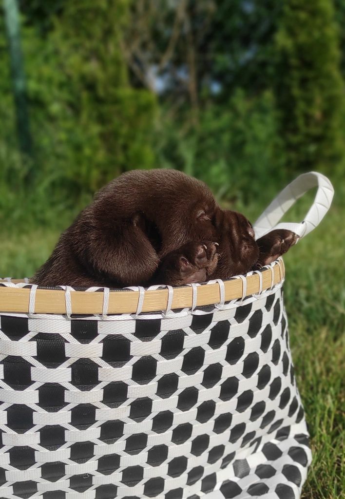 Labrador szczeniak czekoladowy