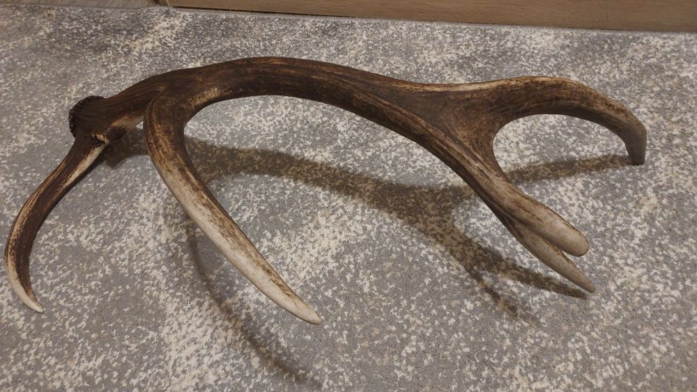 Продам Ріг оленя свіжі 25 року