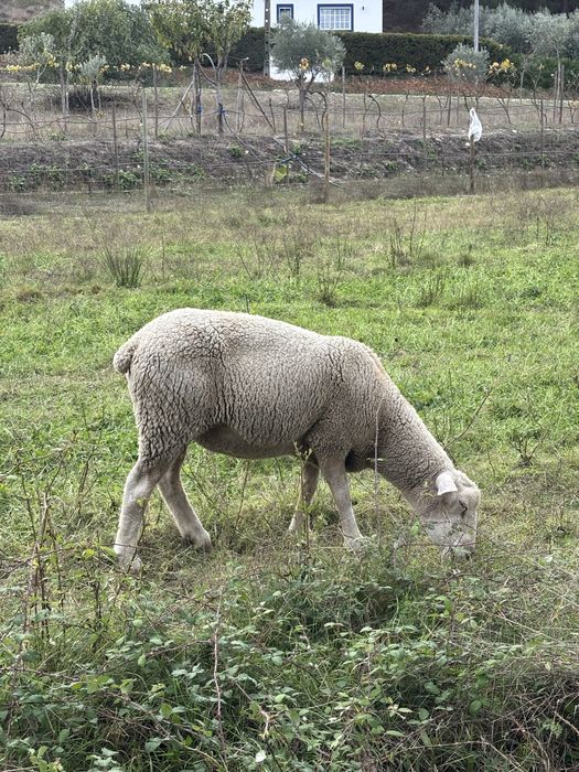 Lote de 7 ovelhas cheias e um carneiro