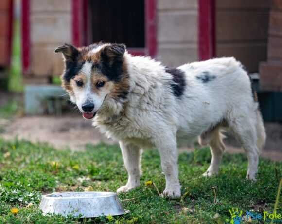 Starszy piesek CHULIGAN szuka nowego domku!