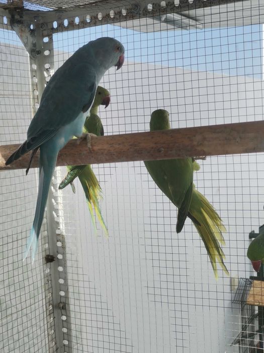 Ringnecks de Março 2025