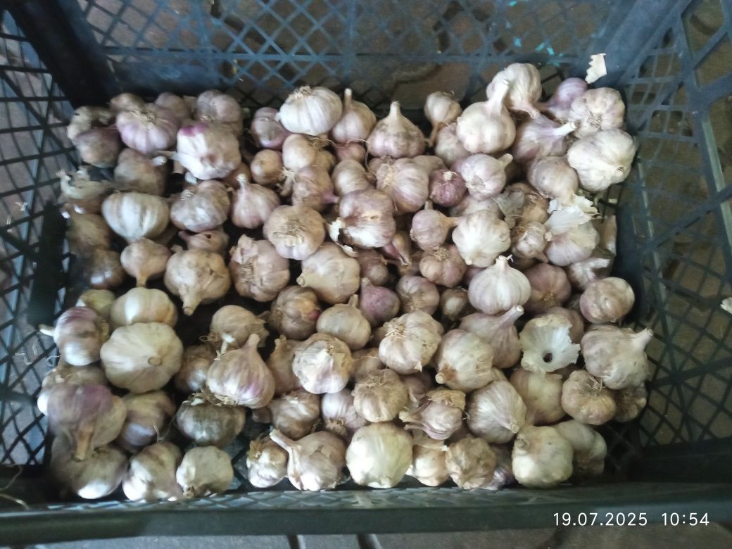 Продам часник зимовий 9кг