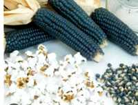 Milho pipoca azul (blue dimond)  e milho morango ou rubi , biológicas