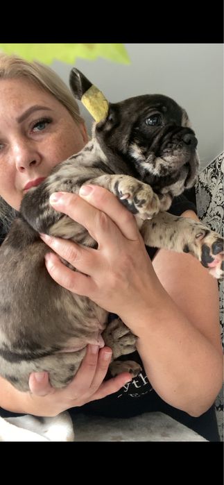 Хлопчик триколор