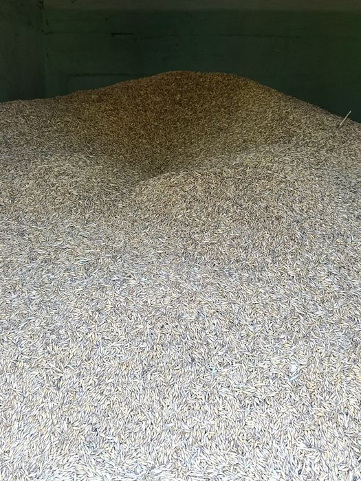 Sprzedam Zboże z tegorocznych plonów