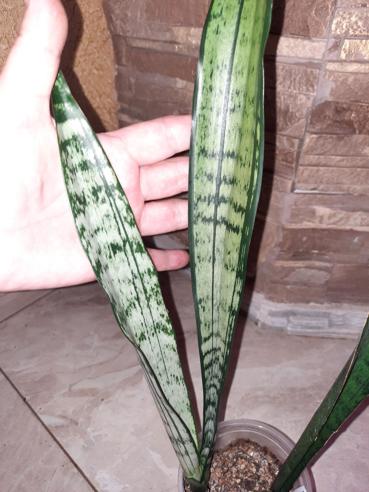 Сансевієрія.Сансевиерия.Sansevieria