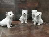 Szczenię West Highland White Terrier