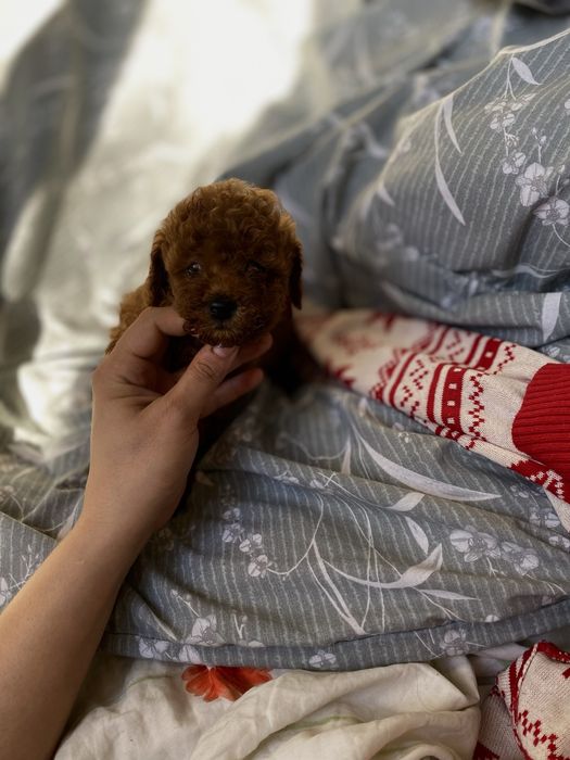 Ред браун мальтипу — высокий уровень, элитный уход