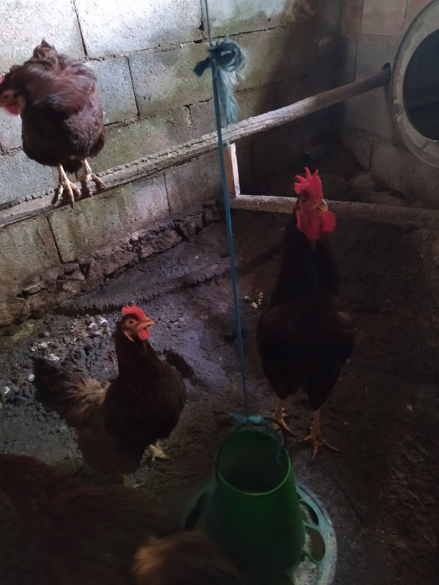 Ovos galados de várias várias raças de galinhas e  ganco da Guiné
