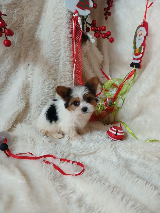 Biewer Terrier Fêmea Micro Lop Criadora Registada PT 3088 FL