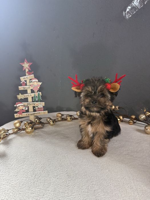 Yorkshire Terrier Macho Fofinho