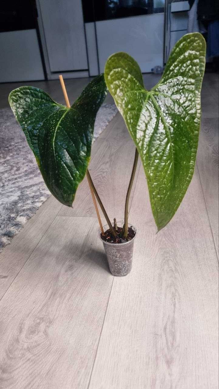 Антуріум Green Crocodile (Anthurium moronense x luxurians)