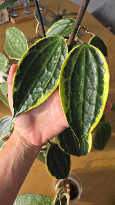 Продам Хойя Макрофила альбомаргината