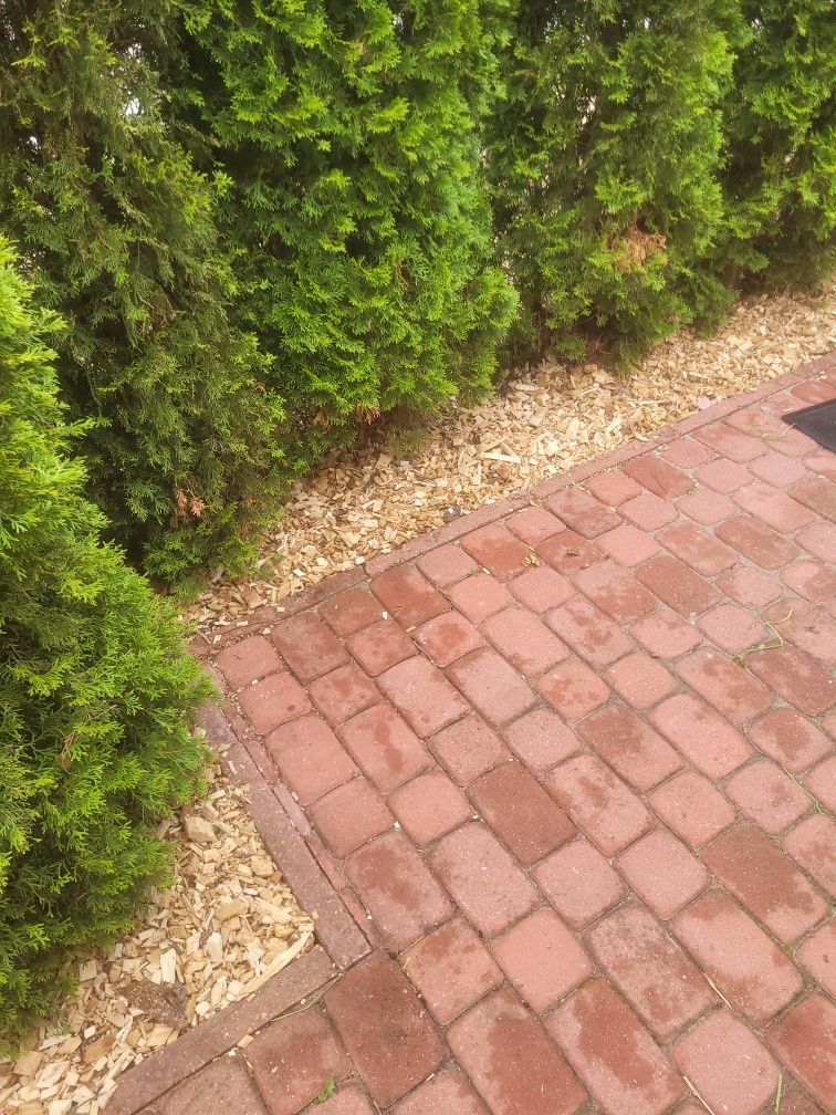 Zrębki liściaste lub iglaste  nie kora