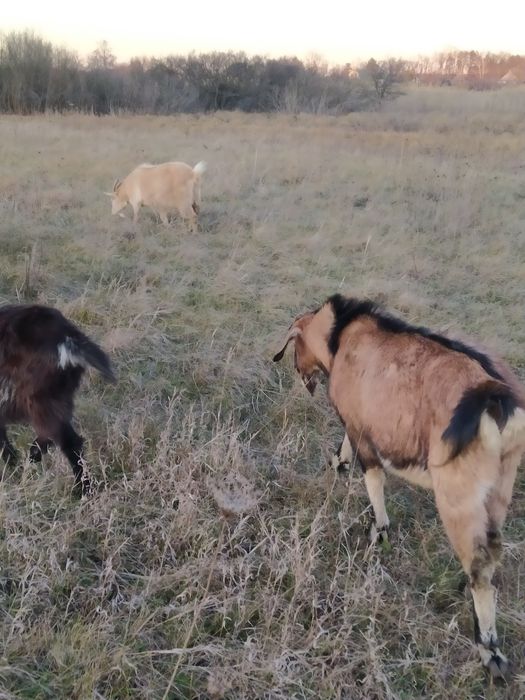 Козлята старше месяца