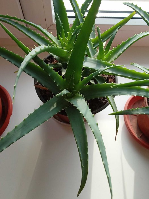 Ало́е (Aloe) — рід сукулентних рослин