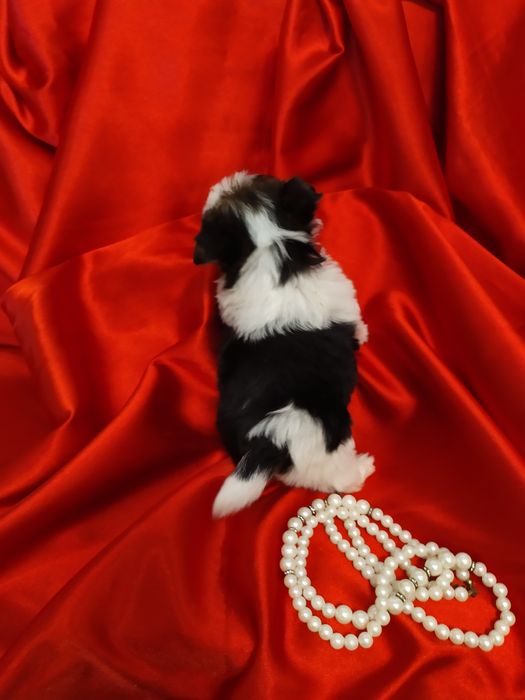 Bardzo maleńki samczyk z metryką ZkwP/FCI Biewer Yorkshire terrier.