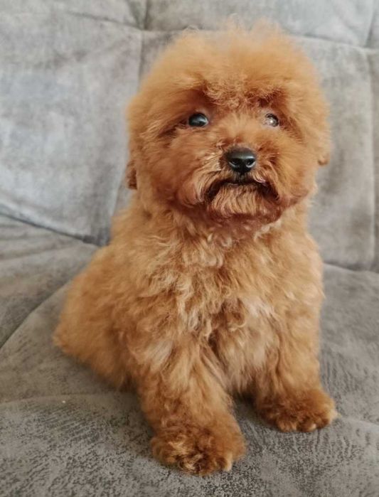 Пудель тикап. Красные мальчики.