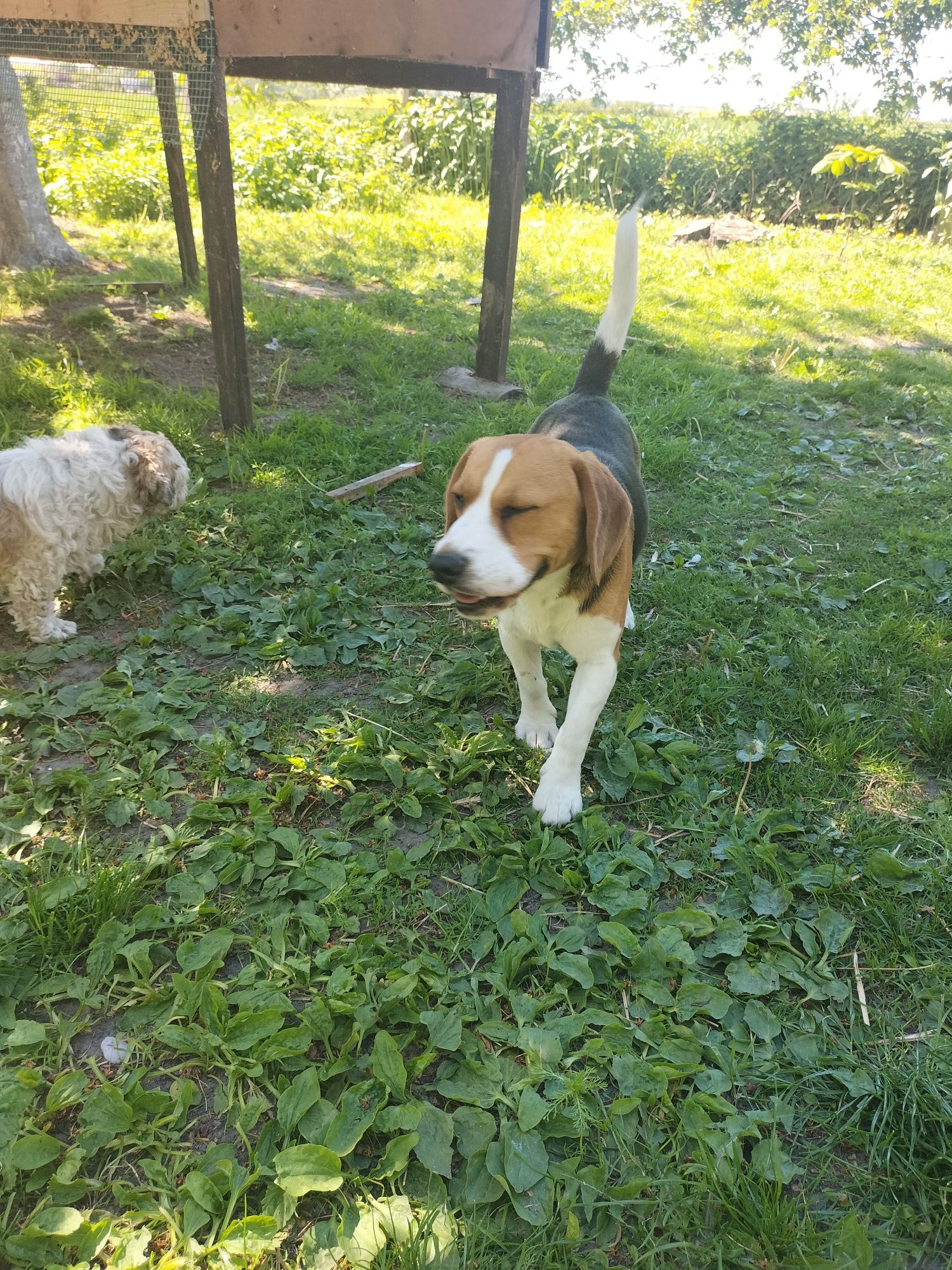 Pies Beagle do kupienia