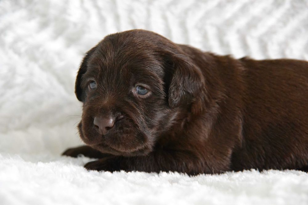 Piękny Szczeniak Labrador Retriever