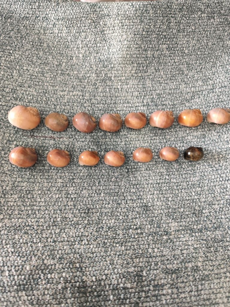 Conjunto de 15 búzios