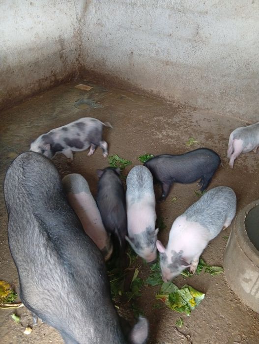 Leitões vietnamitas para venda