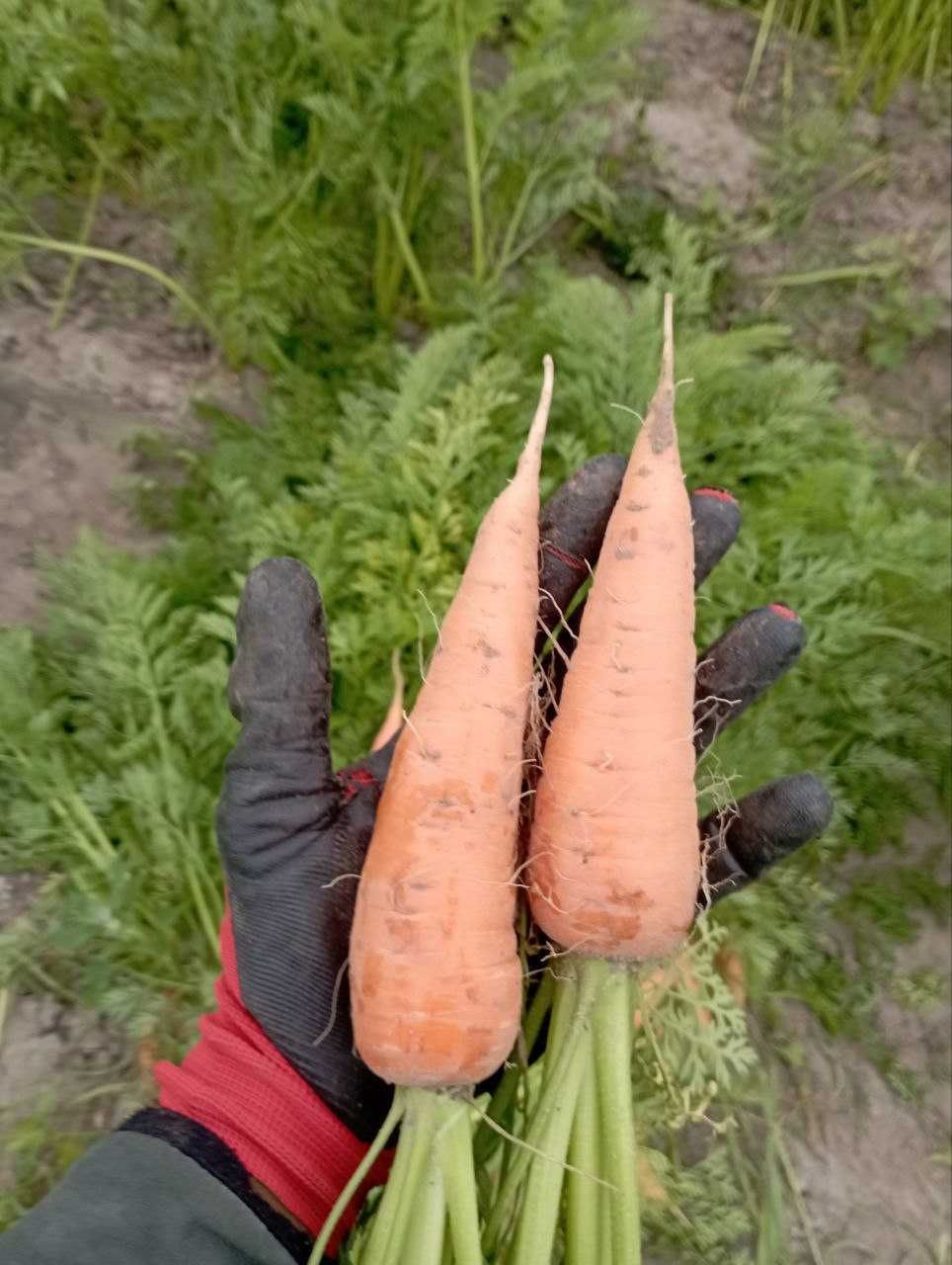 Продам молоду моркву